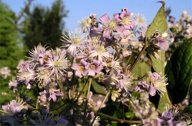 Fialové květy clematis v plném rozkvětu na pozadí zelených listů.