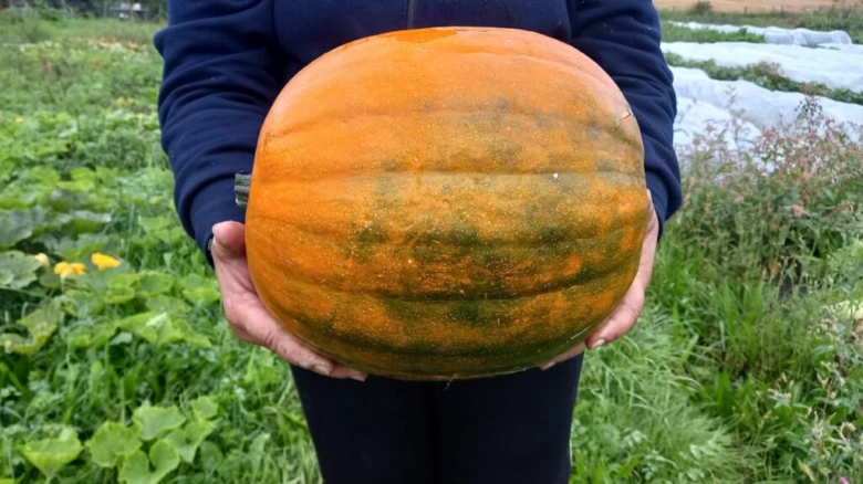 Člověk drží velkou dýni s zelenými skvrnami v poli.