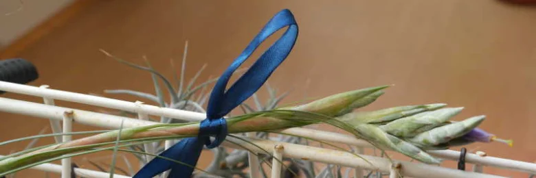 Vzdušná rostlina Tillandsia s květem na bambusovém stojanu