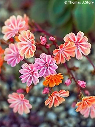 Rozkvetlé růžové a oranžové květy rostliny Lewisia na kamínkách.