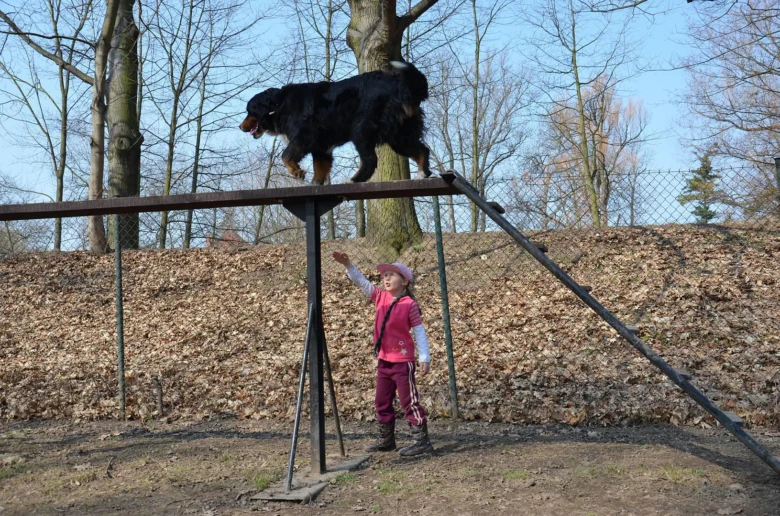 Dětská výcviková hra s psem na rovnovce venku.