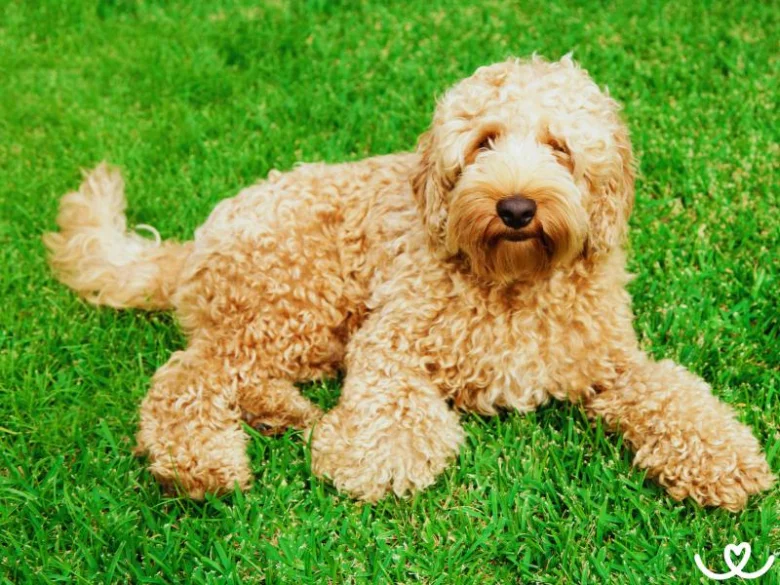 Hnědý labradoodle leží na zelené trávě.