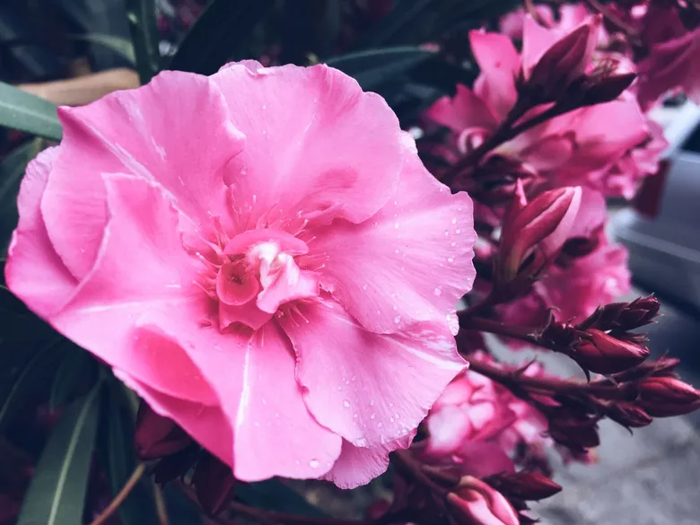 Růžový květ břečťanu s kapkami rosy