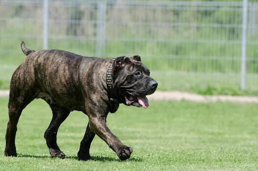 Velký pes plemene Cane Corso běží po trávníku.