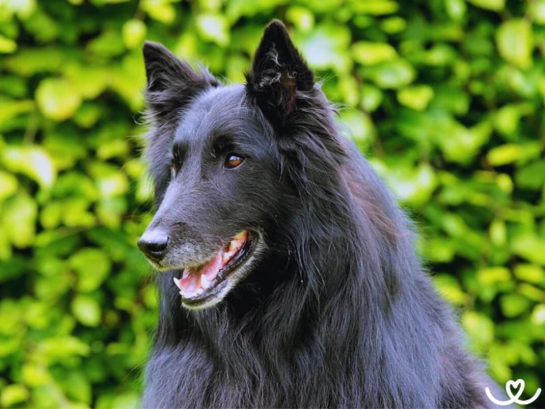 Černý belgický ovčák groenendael v přírodě s otevřenou pusou.
