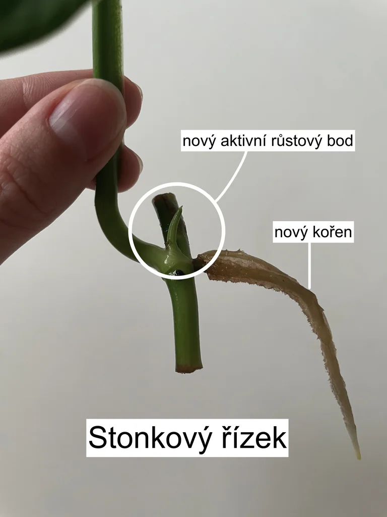 Stonkový řízek s novými kořeny a aktivním růstovým bodem