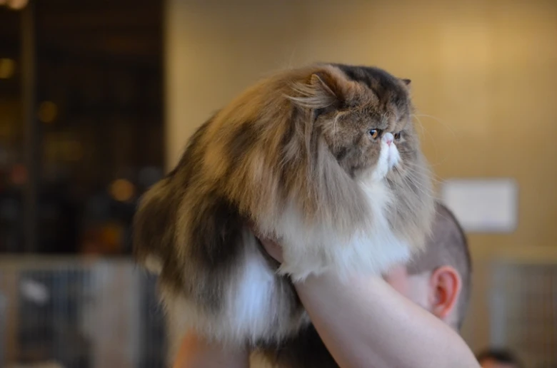 Himalayan cat on person's shoulder